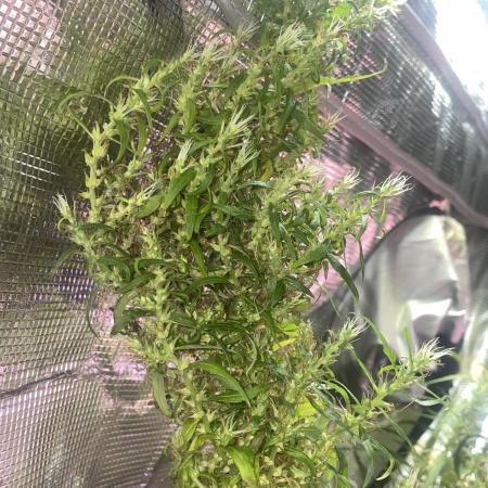 1980s Durban Poison Living Pheno Hunt