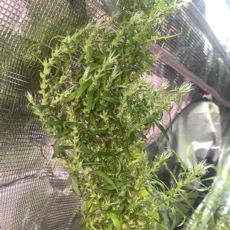 1980s Durban Poison Living Pheno Hunt
