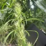 1980s Durban Poison Living Pheno Hunt
