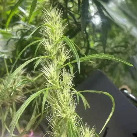 1980s Durban Poison Living Pheno Hunt
