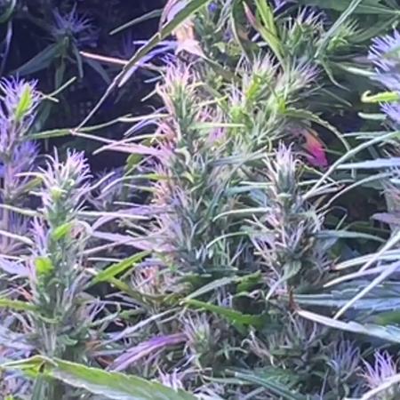 1980s Durban Poison Living Pheno Hunt