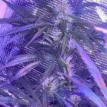 1980s Durban Poison Living Pheno Hunt