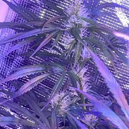 1980s Durban Poison Living Pheno Hunt
