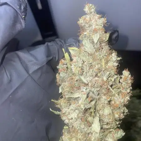 Living Blue Dream