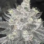 Purple Marmalade Pheno Hunt Living Soil