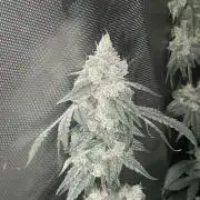 Purple Marmalade Pheno Hunt Living Soil