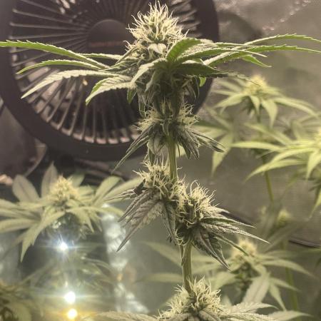 Purple Marmalade Pheno Hunt Living Soil