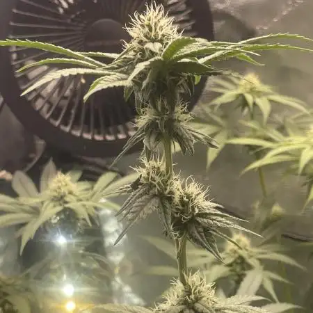 Purple Marmalade Pheno Hunt Living Soil