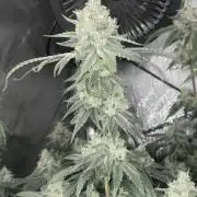 Purple Marmalade Pheno Hunt Living Soil