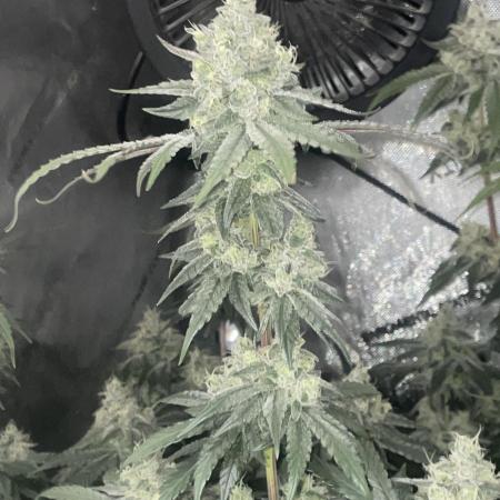 Purple Marmalade Pheno Hunt Living Soil