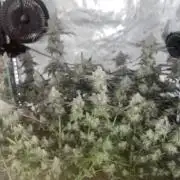 Purple Marmalade Pheno Hunt Living Soil