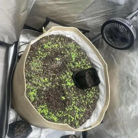 Purple Marmalade Pheno Hunt Living Soil