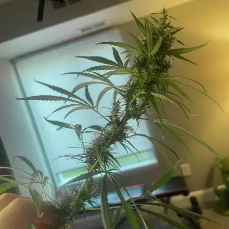 1980s Durban Poison Living Pheno Hunt