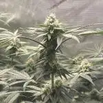 Purple Marmalade Pheno Hunt Living Soil