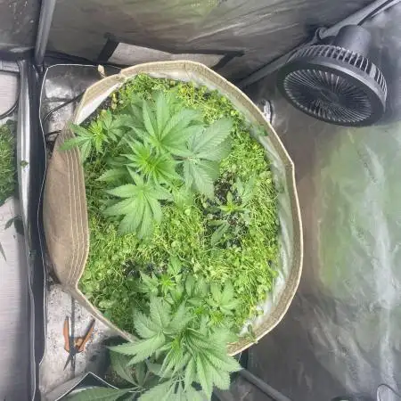 Purple Marmalade Pheno Hunt Living Soil