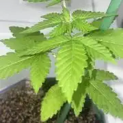 12/12 Ricky’s Sticky’s Hash Plant
