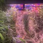 1980s Durban Poison Living Pheno Hunt