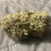 Purple Marmalade Pheno Hunt Living Soil