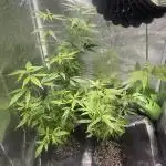 1980s Durban Poison Living Pheno Hunt