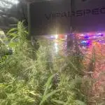 1980s Durban Poison Living Pheno Hunt