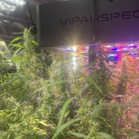 1980s Durban Poison Living Pheno Hunt