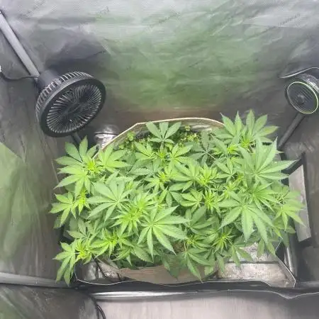 Purple Marmalade Pheno Hunt Living Soil