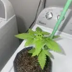 12/12 Ricky’s Sticky’s Hash Plant