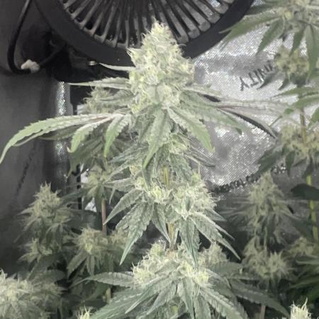 Purple Marmalade Pheno Hunt Living Soil