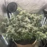 Purple Marmalade Pheno Hunt Living Soil