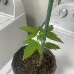 12/12 Ricky’s Sticky’s Hash Plant