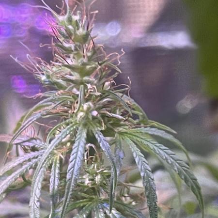 1980s Durban Poison Living Pheno Hunt