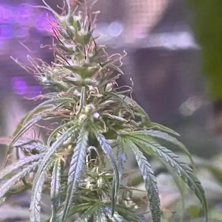 1980s Durban Poison Living Pheno Hunt