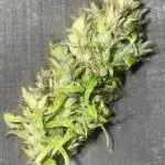 1980s Durban Poison Living Pheno Hunt