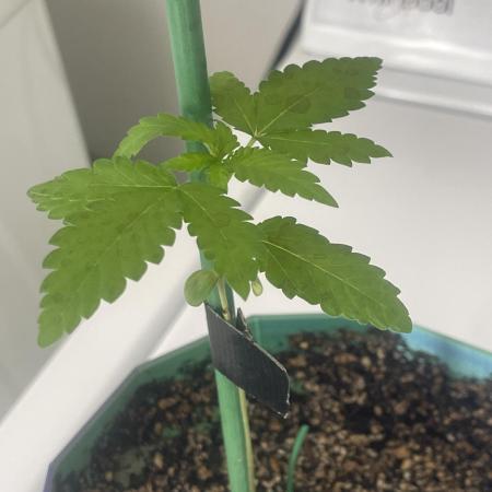 12/12 Ricky’s Sticky’s Hash Plant