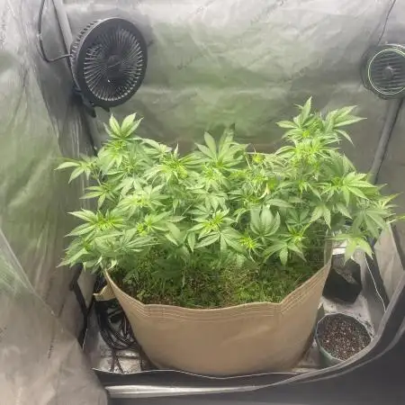 Purple Marmalade Pheno Hunt Living Soil