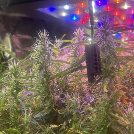 1980s Durban Poison Living Pheno Hunt