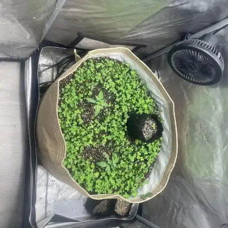 Purple Marmalade Pheno Hunt Living Soil