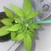 12/12 Ricky’s Sticky’s Hash Plant