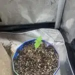 12/12 Ricky’s Sticky’s Hash Plant