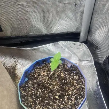 12/12 Ricky’s Sticky’s Hash Plant