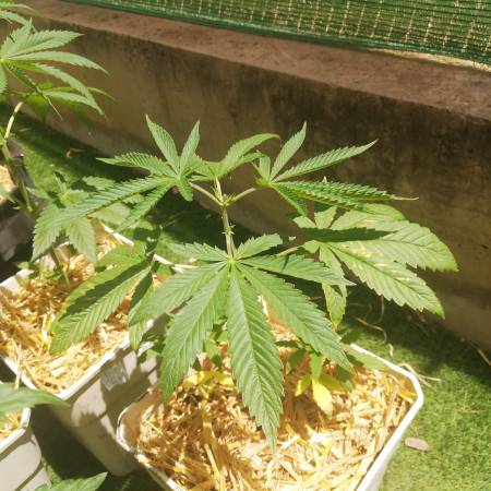 Lokum #1perfect tree 2021