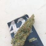 Lemon pie #2