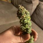 Blue Dream Xtreme - 2x2 smaller grow 