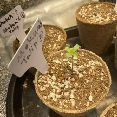 mygrowjp