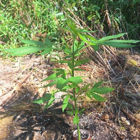 Guerilla Grow 2026 - spot # 3