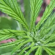 Guerilla Grow 2026 - spot # 2