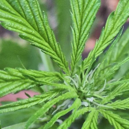Guerilla Grow 2026 - spot # 2