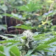 Guerilla Grow 2026 - spot # 1