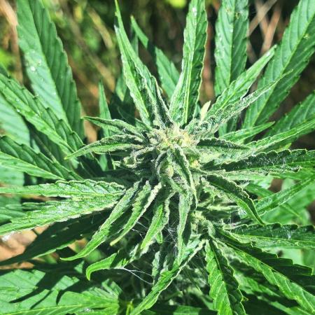Guerilla Grow 2026 - spot # 3