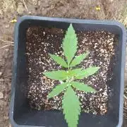 Guerilla Grow 2026 - spot # 2